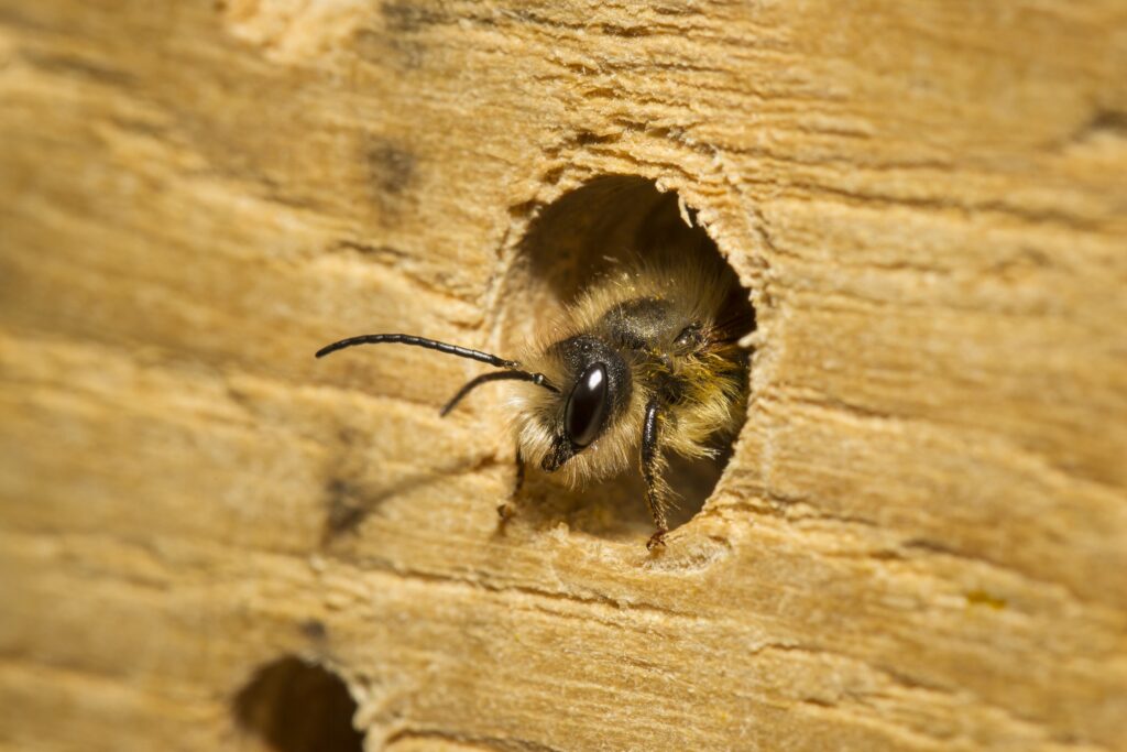 Bild Freizeit Wildbienen – die unbekannten Bestäuber