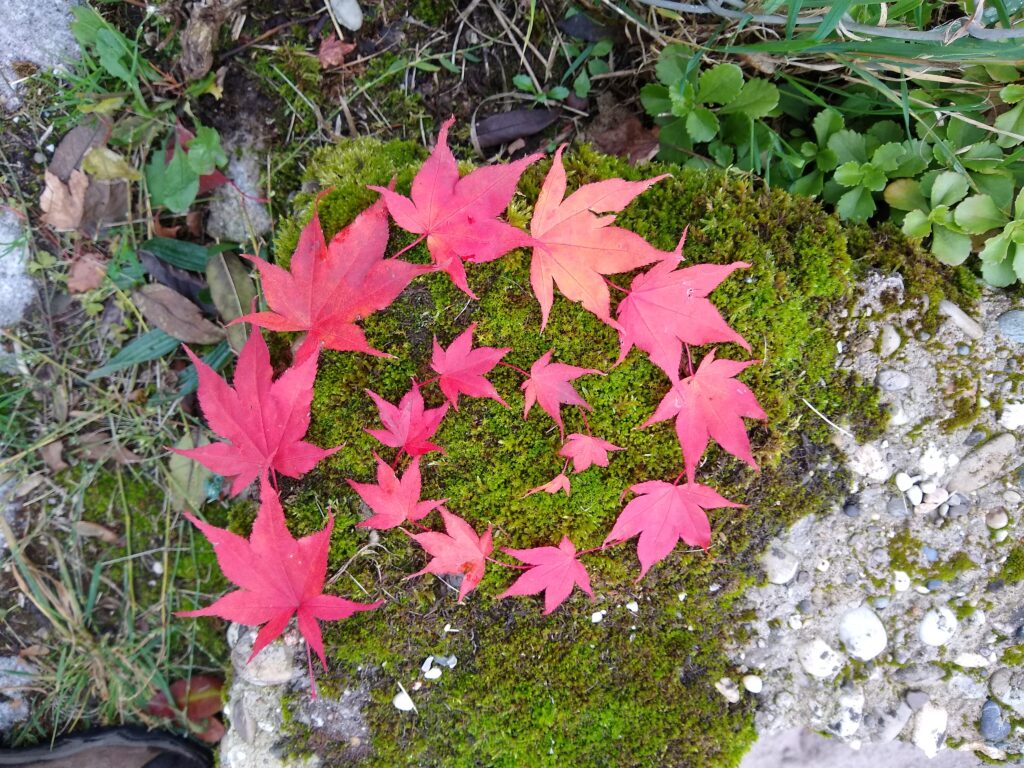 Bild Freizeit LandArt – Zeitlos im Wald