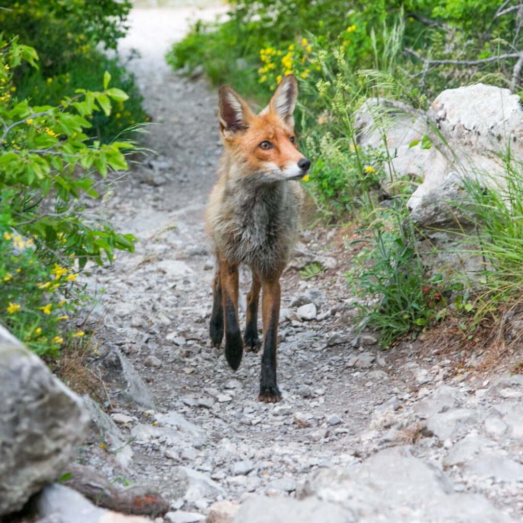 Bild Freizeit Coyote-Teaching