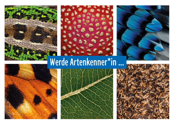 Bild Freizeit Artenkenntnis-Wochenende 2026