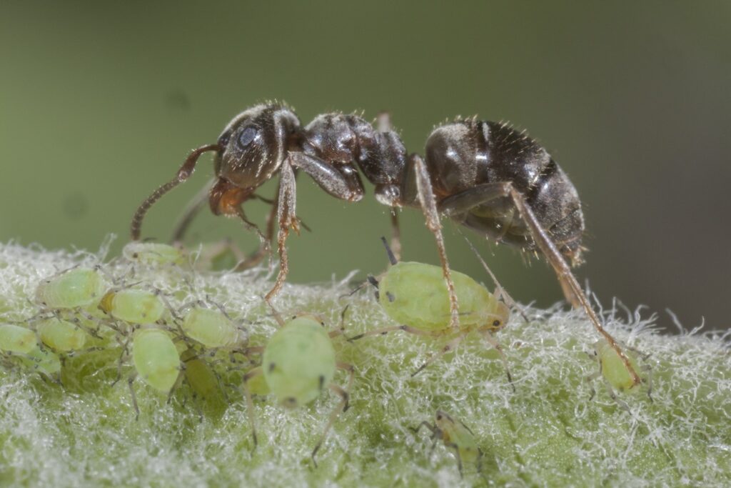 Bild Freizeit Ameisen Nützlinge für Wald und Wiese