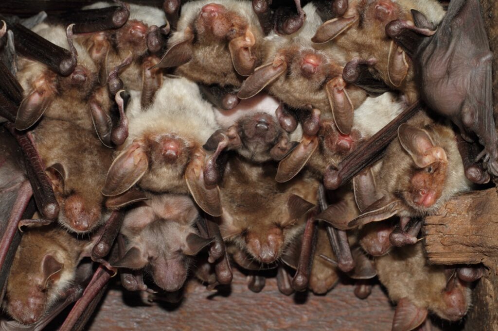 Bild Freizeit Fledermäuse – lautlose Nachbarn