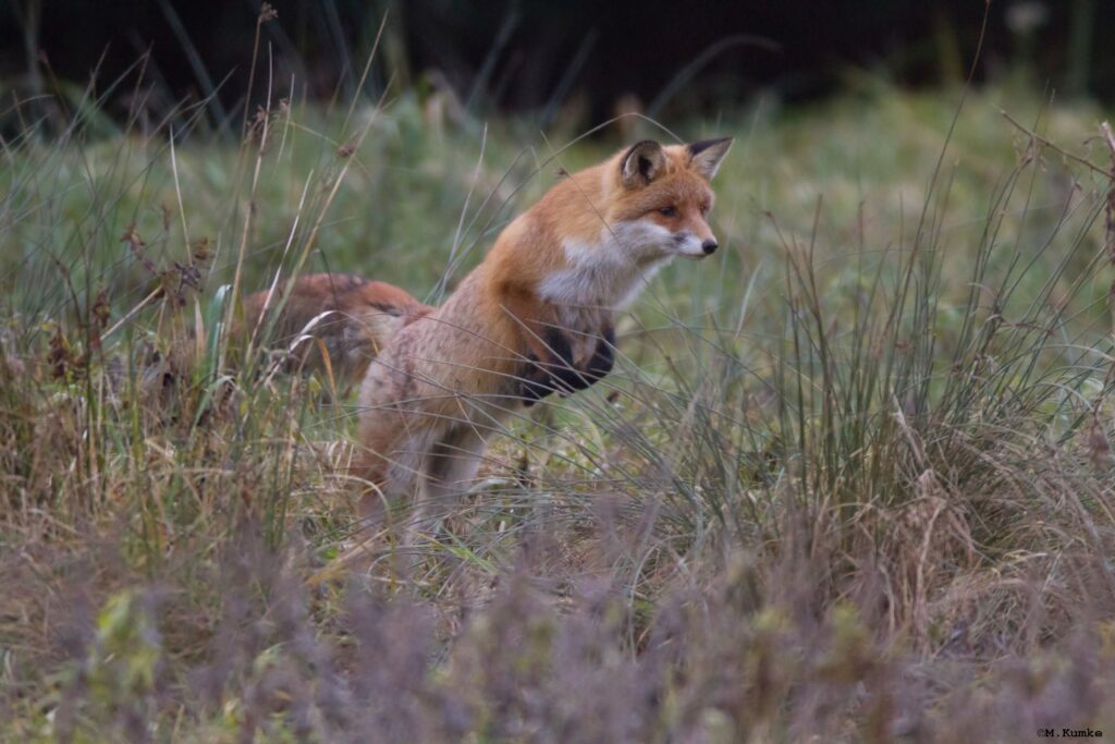 Bild Freizeit Lernen mit Fuchs und Coyote