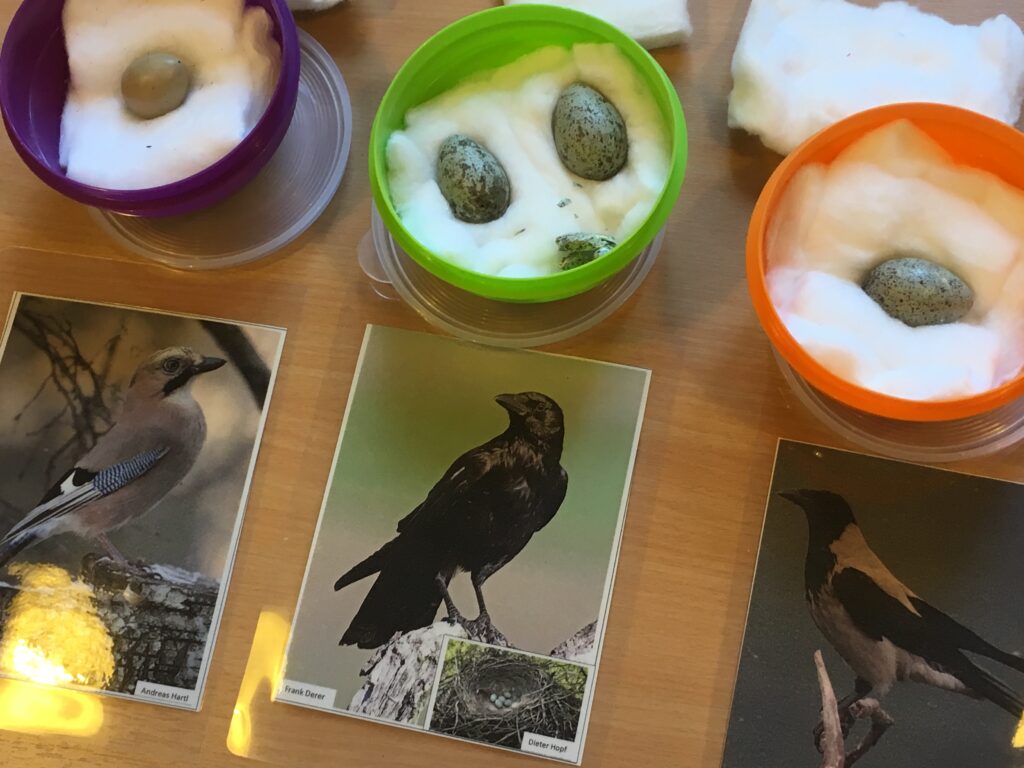 Bild Freizeit Praxis BNE: Wunderbare Welt der Vögel