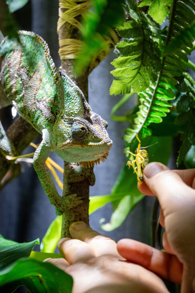 Bild Freizeit Regenwaldnacht