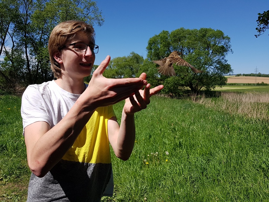 Bild Freizeit Singvogel-Monitoring