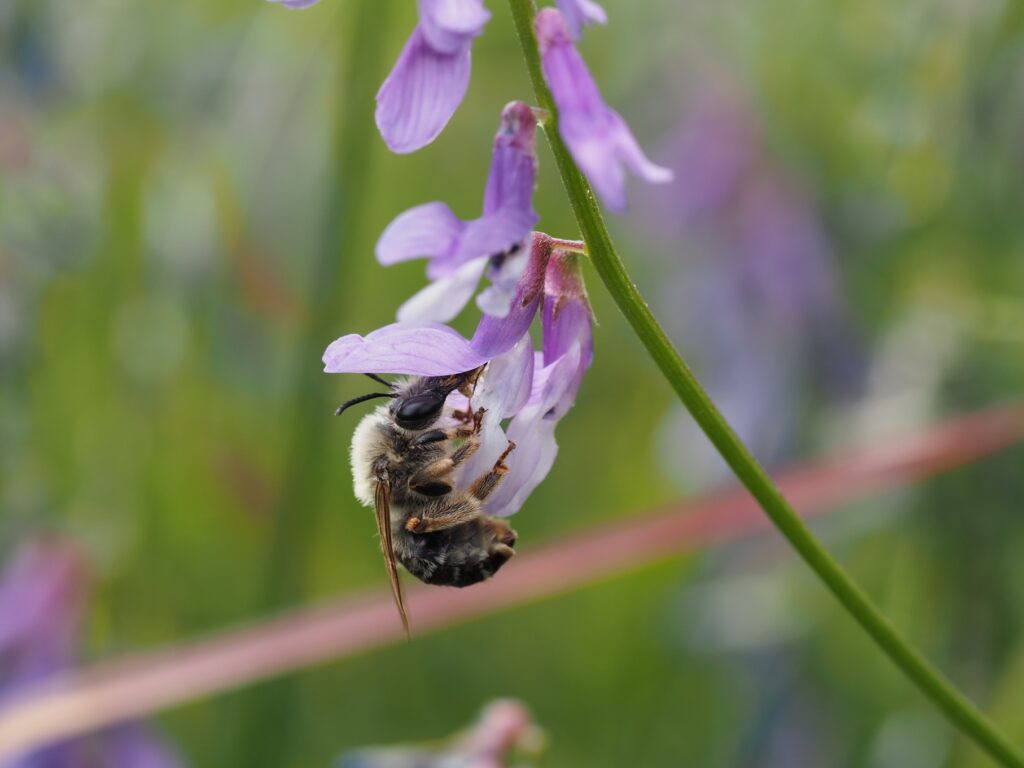 Bild Freizeit Wildbienen – faszinierend und nützlich